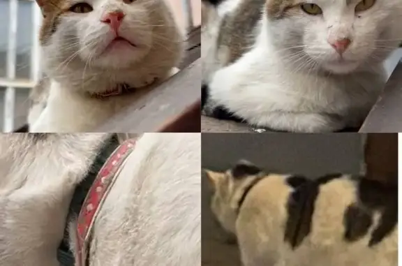 Кошка найдена: Перовская ул. 56/55, Москва