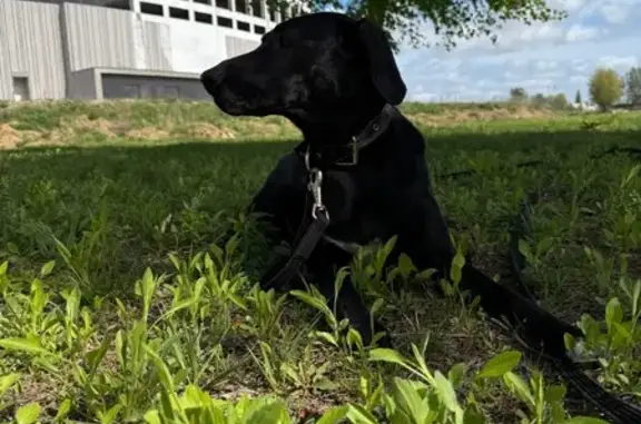 Собаки потеряшки, Калининград, фото: Потеряшка собака на Старопрегольской наб.