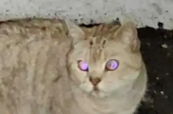 Кошка найдена на ул. 167-й Стрелковой, 18Б