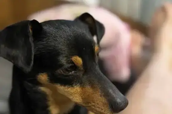 Собаки потеряшки, Новосибирская область, фото: Потеряшка собака, Станционный с/с, НСО