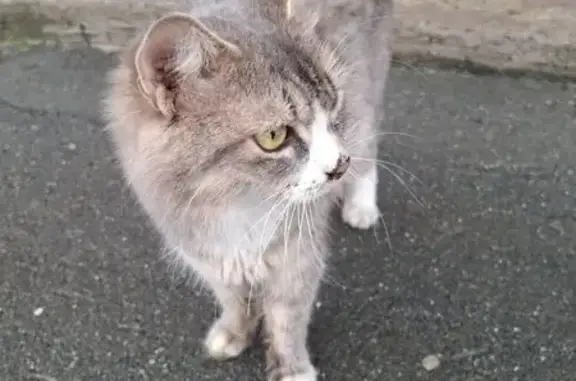 Найдена кошка, Южно-Сахалинск, фото: Кошка найдена у кафе, ул. Пушкина, 118