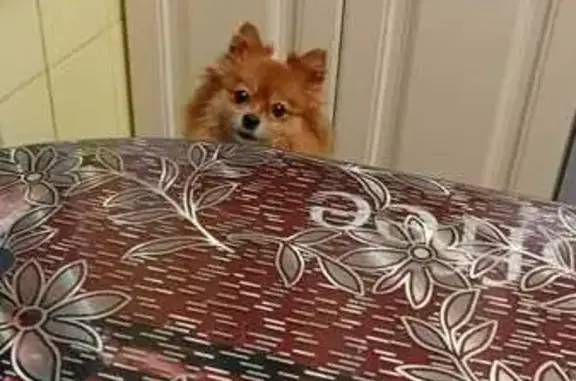 Объявления о пропавших и найденных животных, Нижний Тагил, фото: Пропала собака, Ленинградский пр., 85