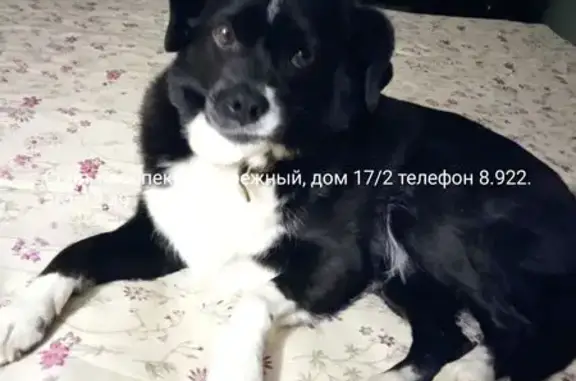 Пропала собака, Клюквенная ул., Сургут