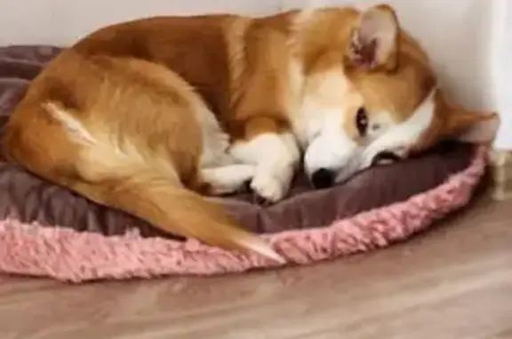 Собаки потеряшки, Санкт-Петербург, фото: Потеряшка щенок на пр. Пятилеток, СПб