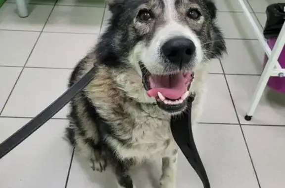 Найдена собака, Иваново, фото: Собака найдена: ул. Танкиста Белороссова, 32