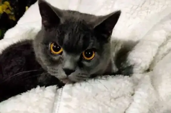 Найдена кошка, Новосибирск, фото: Кошка найдена, ул. Кирова 27/3, Новосибирск