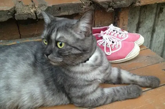 Кошки потеряшки, Сызрань, фото: Потеряшка кошка у хлебзавода, Сызрань