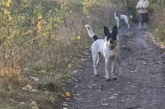 Собака найдена: ул. Вермишева, 16Б, Липецк