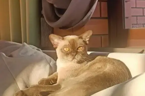 Пропала кошка, Тюмень, Минеева 4 к2