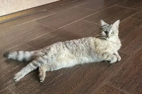 Кошки потеряшки, Оренбург, фото: Потеряшка кошка, ул. Нефтяников, 40, Ор.