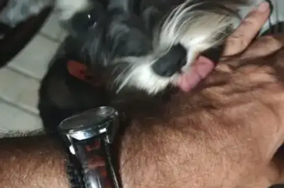 Пропала собака, Выборгская 62, Ростов-на-Дону