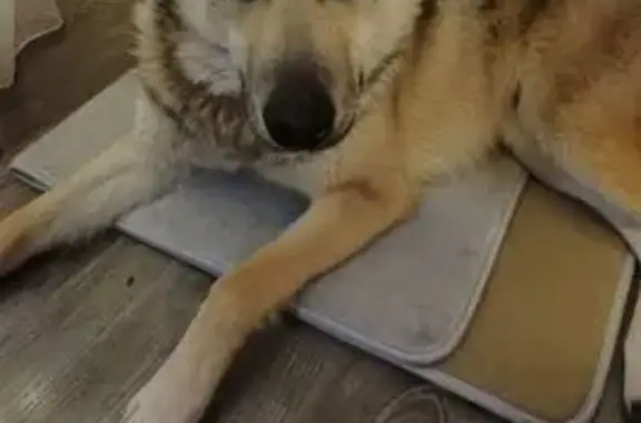 Собаки потеряшки, Березники, фото: Потеряшка собака, ул. Щорса, Березники