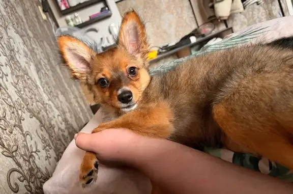 Пропала собака, Заречная 44, Балаково