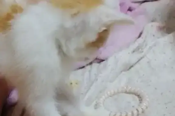 Пропала кошка, Трудовая ул., Тальменка