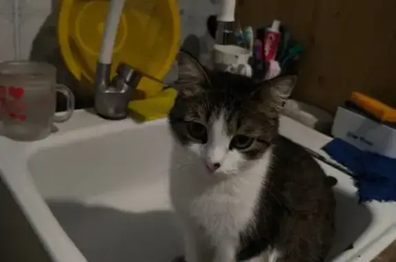 Кошки потеряшки, Тогучин, фото: Потеряшка кошка, ул. Свердлова, Тогучин