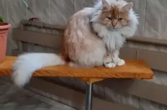 Кошки потеряшки, Московская область, фото: Потеряшка кошка в Никитском, МО