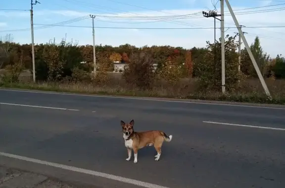 Найдена собака, , фото: Потерялась собака у Дубравы, 80К-032