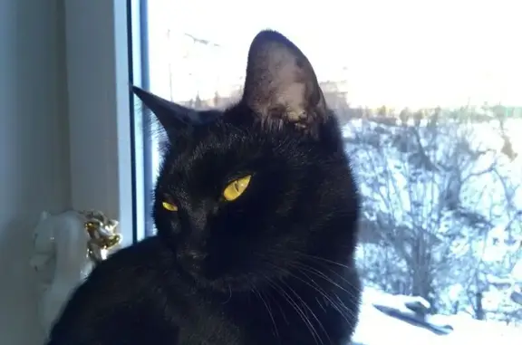 Кошки потеряшки, Златоуст, фото: Потеряшка чёрная кошка, Островского 4, Златоуст