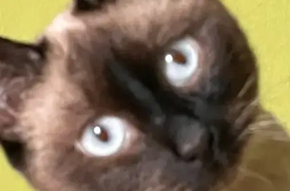 Кошки потеряшки, Новосибирск, фото: Потеряшка кошка, Сухановская 6А, НСК