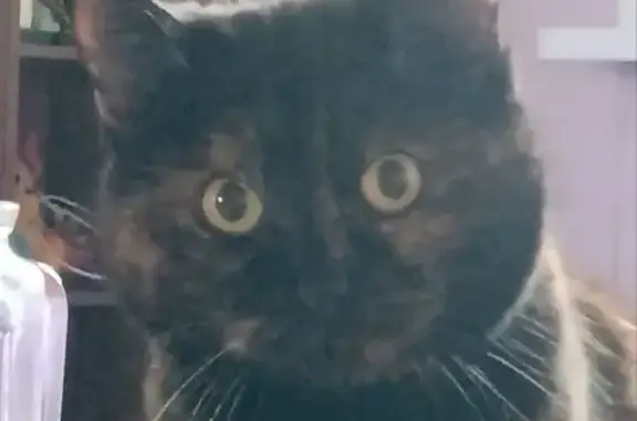 Кошки потеряшки, Баклаши, фото: Потеряшка кошка, Речной пер., Баклаши