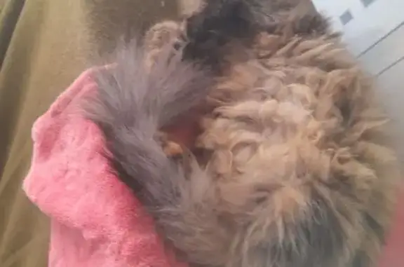 Кошки потеряшки, Норильск, фото: Потеряшка кошка, ул. Завенягина, Норильск