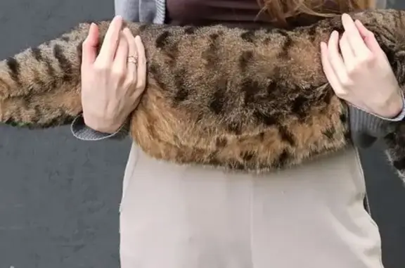 Кошки потеряшки, Ставропольский край, фото: Потеряшка кошка на автовокзале МинВод, А-157