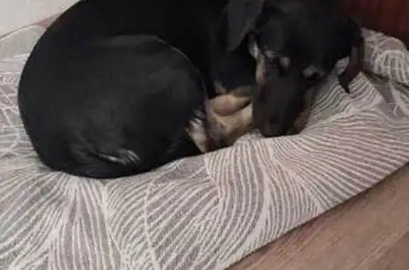 Найдена собака, Новосибирск, фото: Найдена собака на ул. Лазо, Новосибирск