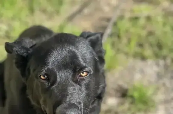 Собаки потеряшки, Екатеринбург, фото: Потеряшка собака, 8 км Чусовского тракта