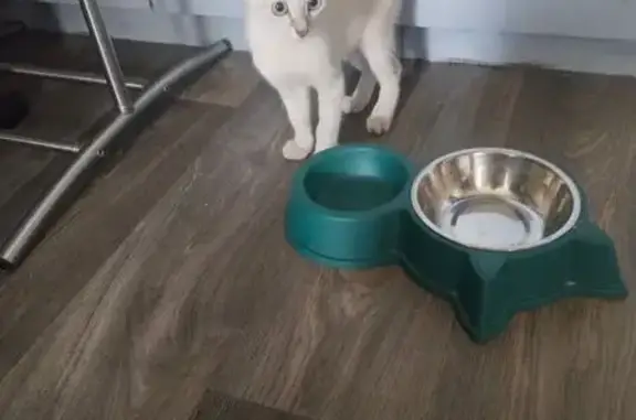 Кошка найдена, Котельники, Белая Дача 12