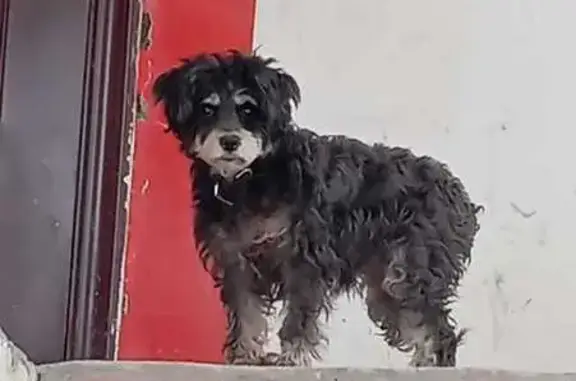 Найдена собака, Иркутск, фото: Собака найдена: Култукская ул., 99А, Иркутск