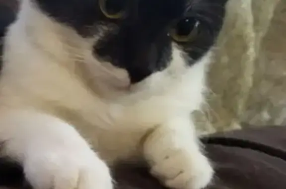 Пропала кошка, ул. Мира, 18, Симферополь