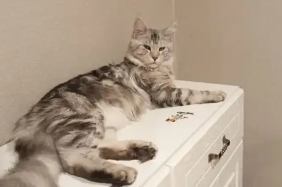 Кошки потеряшки, Ханты-Мансийск, фото: Потеряшка кошка, ул. Ленина, 92Б, Х-Мансийск