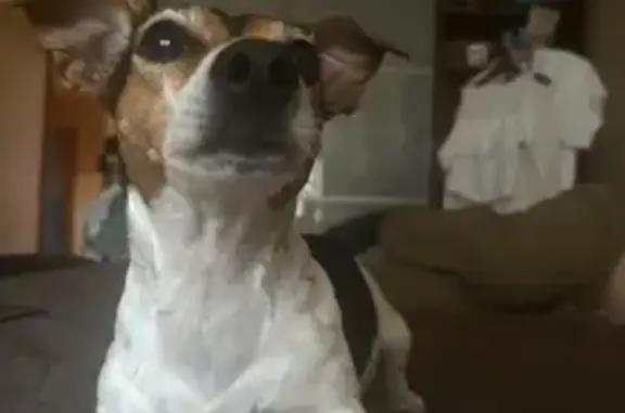 Собаки потеряшки, Новосибирск, фото: Потеряшка собака, Заречная 4, Новосибирск