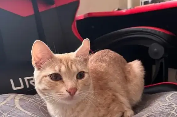 Найдена кошка на ул. Завертяева, Омск