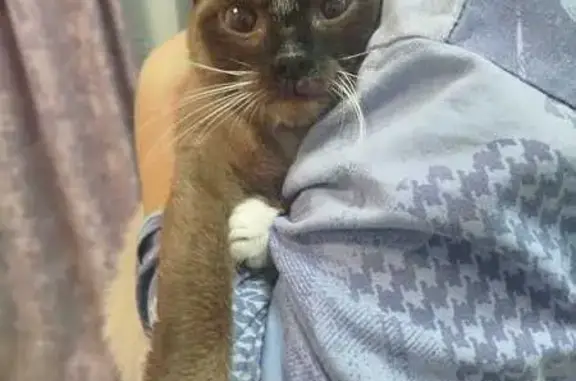 Найдена кошка, Москва, фото: Найдена кошка, 4-й Сыромятнический пер.