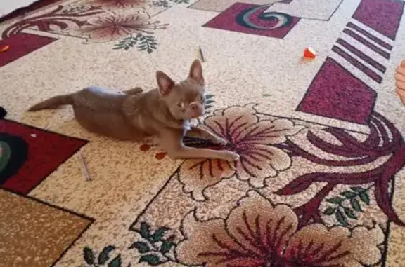 Собаки потеряшки, Калужская область, фото: Потеряшка собака в Муратовке, Калужская обл.