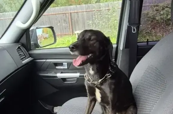 Найдена собака, Луговая, фото: Найдена собака, Встречная ул. 1, Луговая