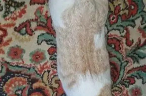 Пропал кот, Луганск, Бурбона 12Б