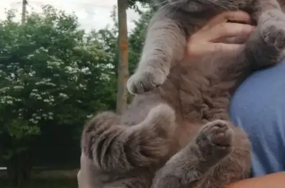 Пропала кошка на 2-й Акварельной, 35А