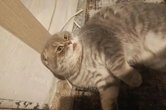 Найдена кошка, Тында, фото: Найдена кошка, Профсоюзная 2, Тында