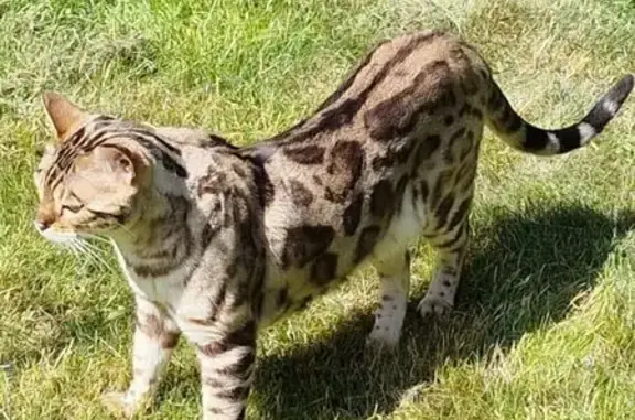 Кошки потеряшки, Московская область, фото: Потеряшка кошка, МО, бенгальская порода