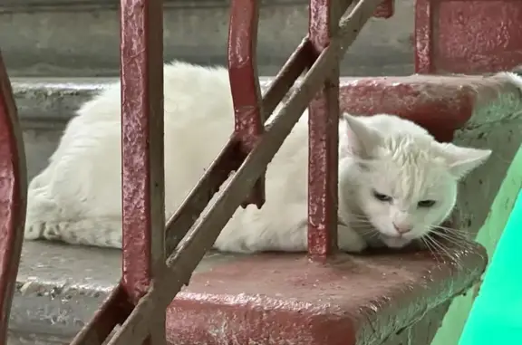 Кошка найдена на пр. Будённого, Москва