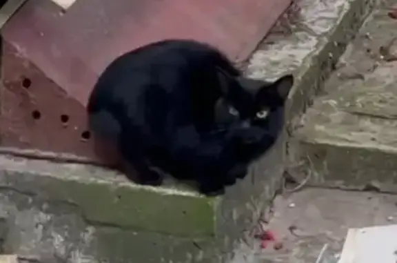 Найдена кошка, Тюмень, фото: Ласковый котенок найден на Бабарынка, 65