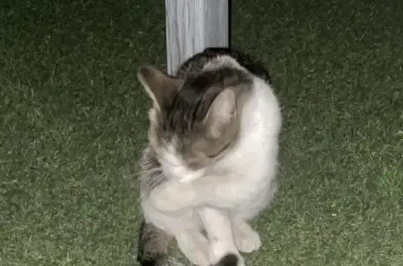 Найдена кошка, , фото: Кошка найдена: Юбилейная ул., 1А, Пенза