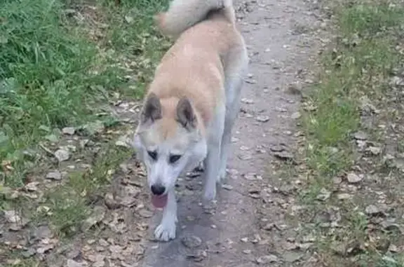 Найдена собака, Московская область, фото: Лайка найдена в Алёшино, МО