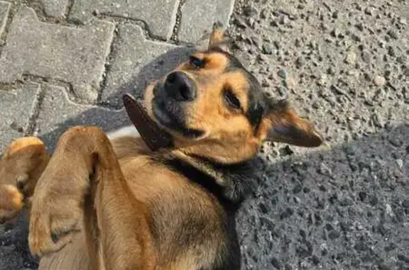 Собака найдена: Коммерческий проезд, Котельники