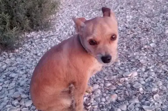 Пропала собака, Турецкая ул. 28, Симферополь