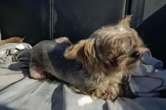 Йоркширский терьер найден на Фучика, 51