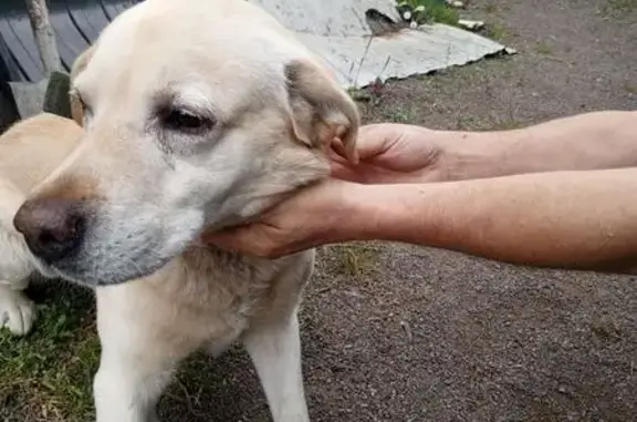 Найдена собака, Курган, фото: Лабрадор найден на Чернореченской, Курган