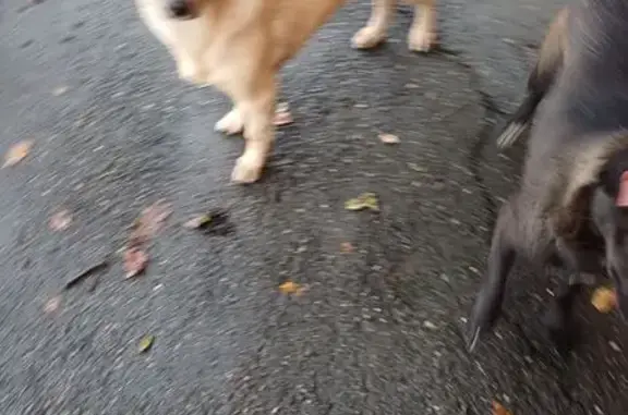 Щенки ищут дом, Владикавказ, Садовая 7